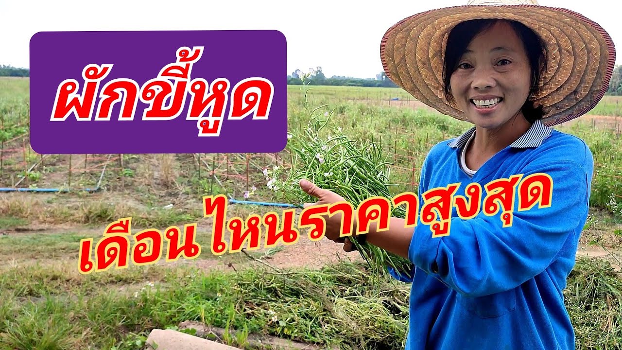 ผักขี้หูด ปลูกเดือนไหนขายได้ราคาสูงสุด?, @อยู่กับสวน