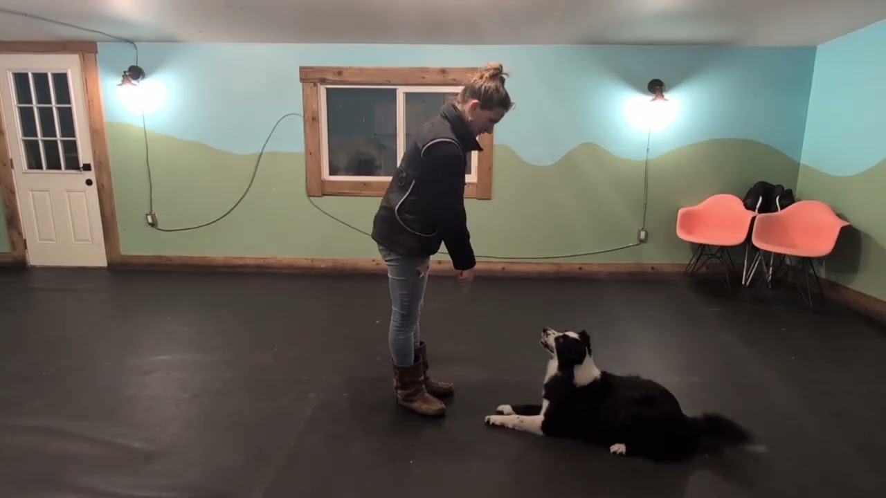 Soldís - Novice Masters Trick Dog