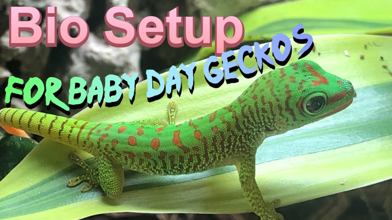 Bio Active Viv Setup (Phelsuma Grandis) #reptile