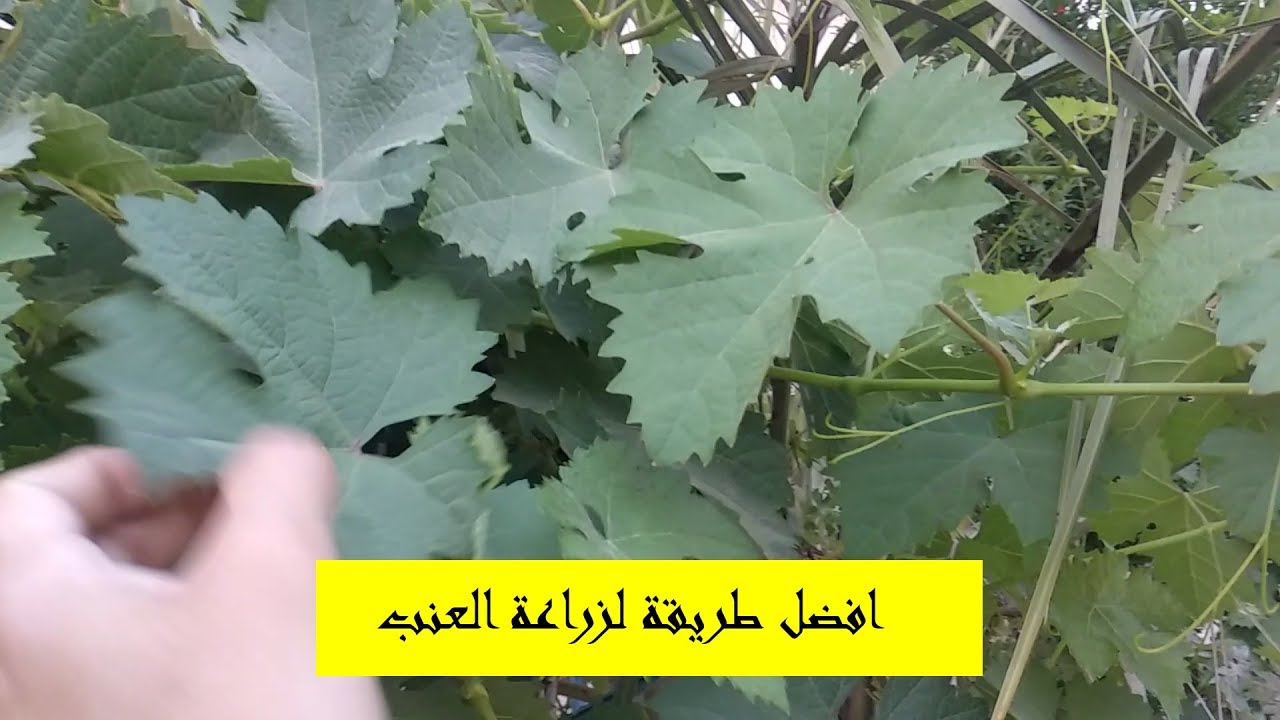 افضل طريقة لزراعة العنب