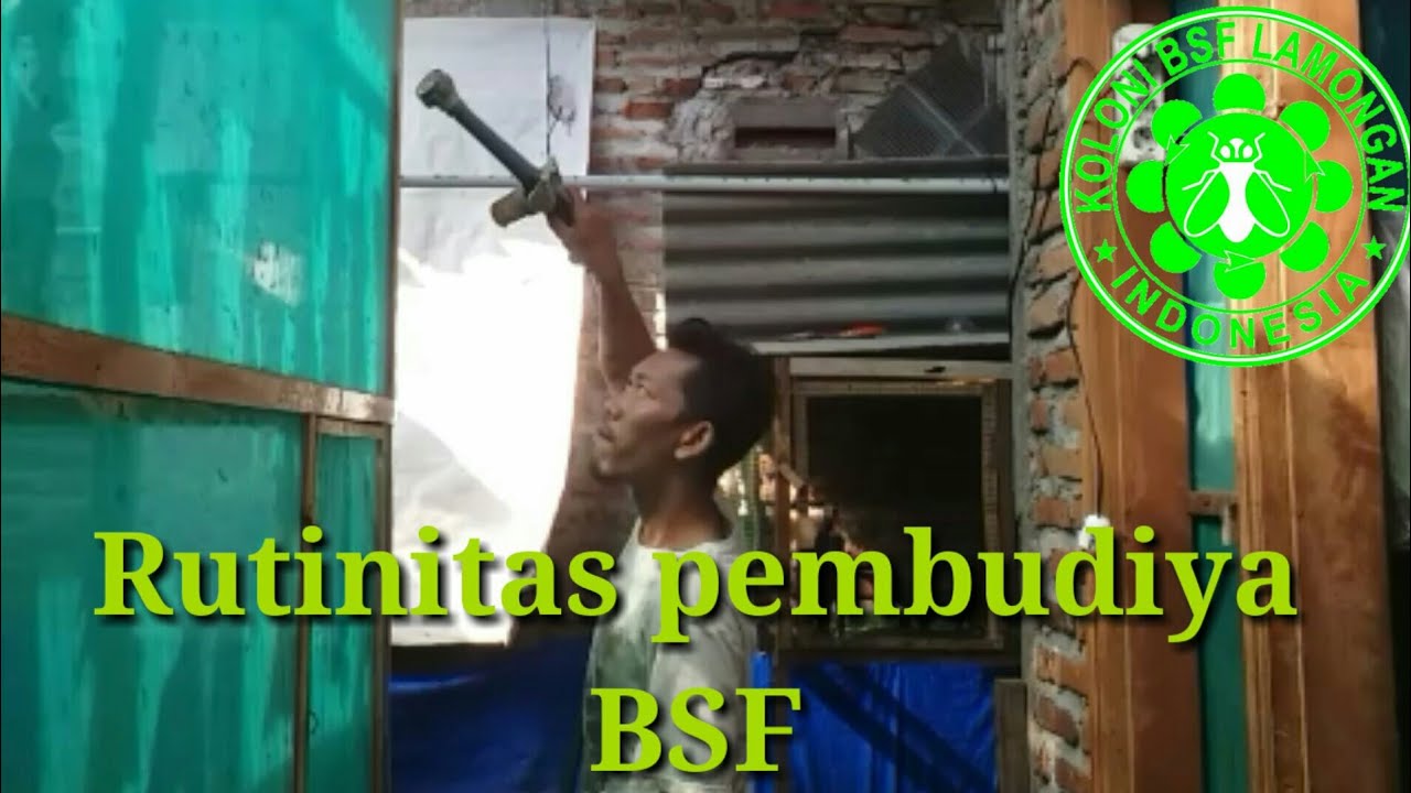 04.rutinitas pembudidaya bsf.