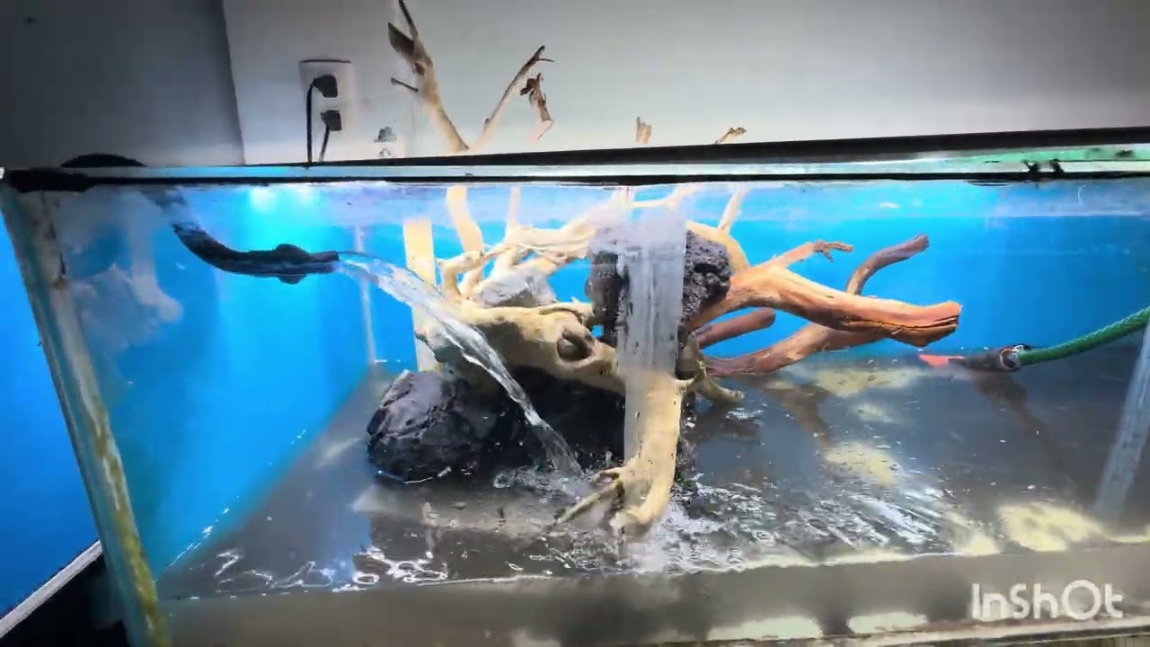2 hardscape en sus inicios