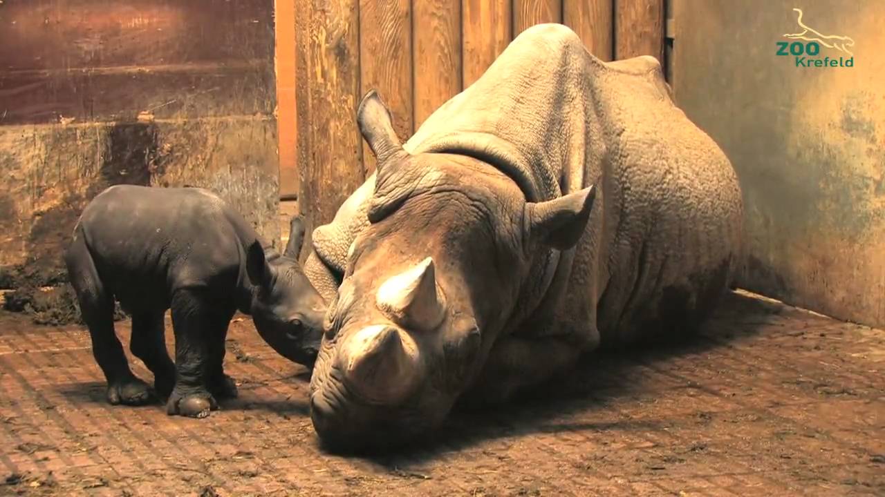 Nashornbaby im Zoo Krefeld