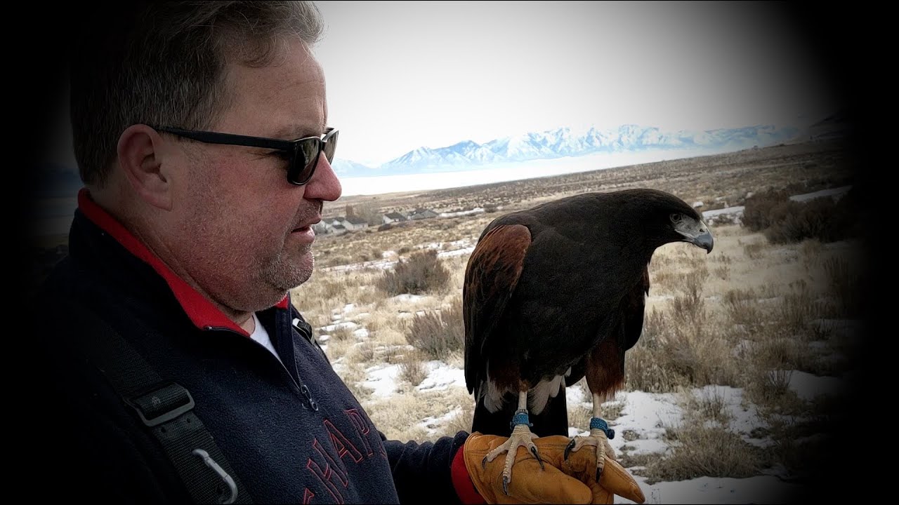Hunting Rabbits With a Hawk (Falconry)