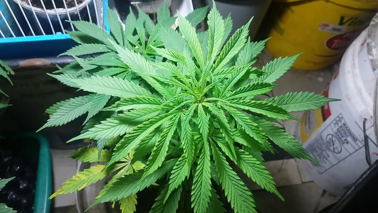 #DonTricomaking #AutoCultivo #20SonLegales #Ti8Trc8ma
