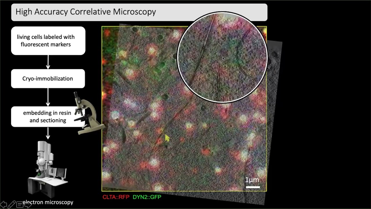 Is high-accuracy CLEM at room temperature the approach for you?