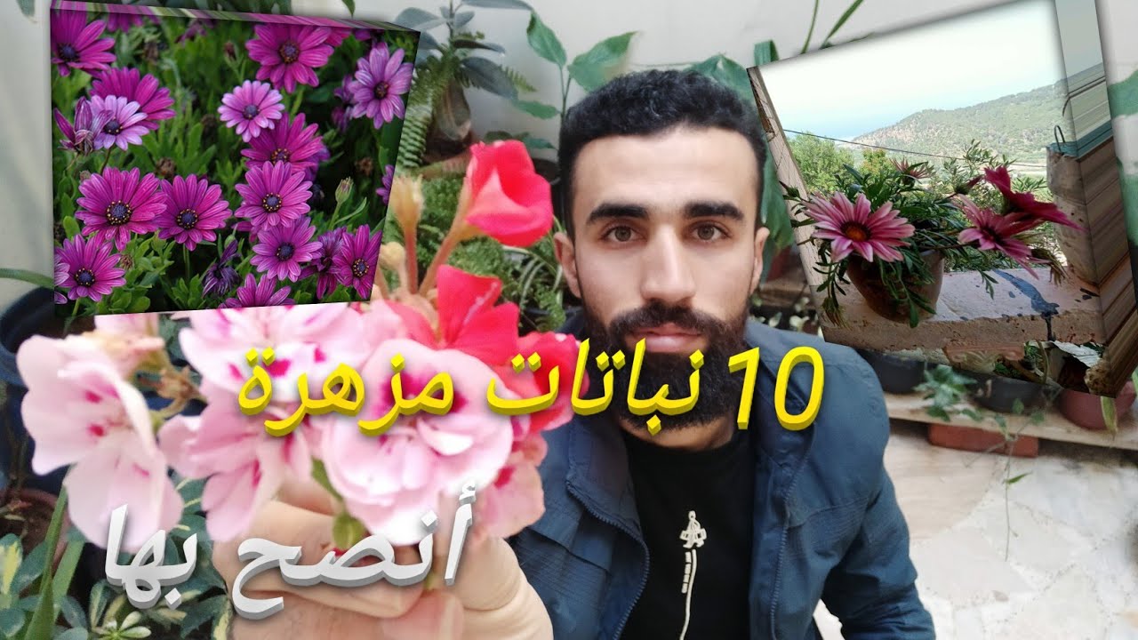 زراعة الزهور الصيفية