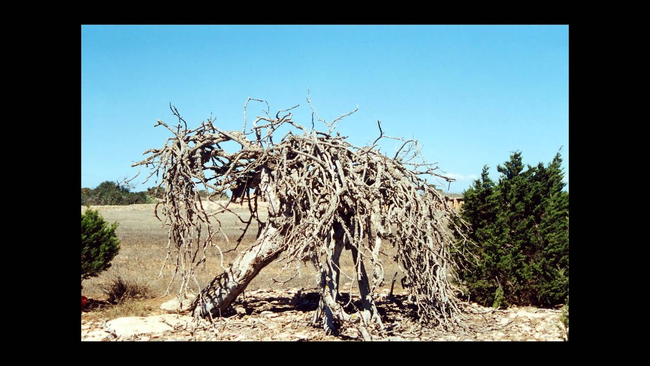 Formentera 222   2   Berberia