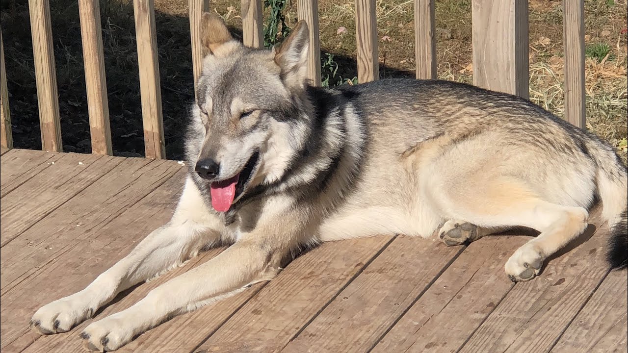 Brushing off the winter coat of a wolf hybrid to reveal the summer coat
