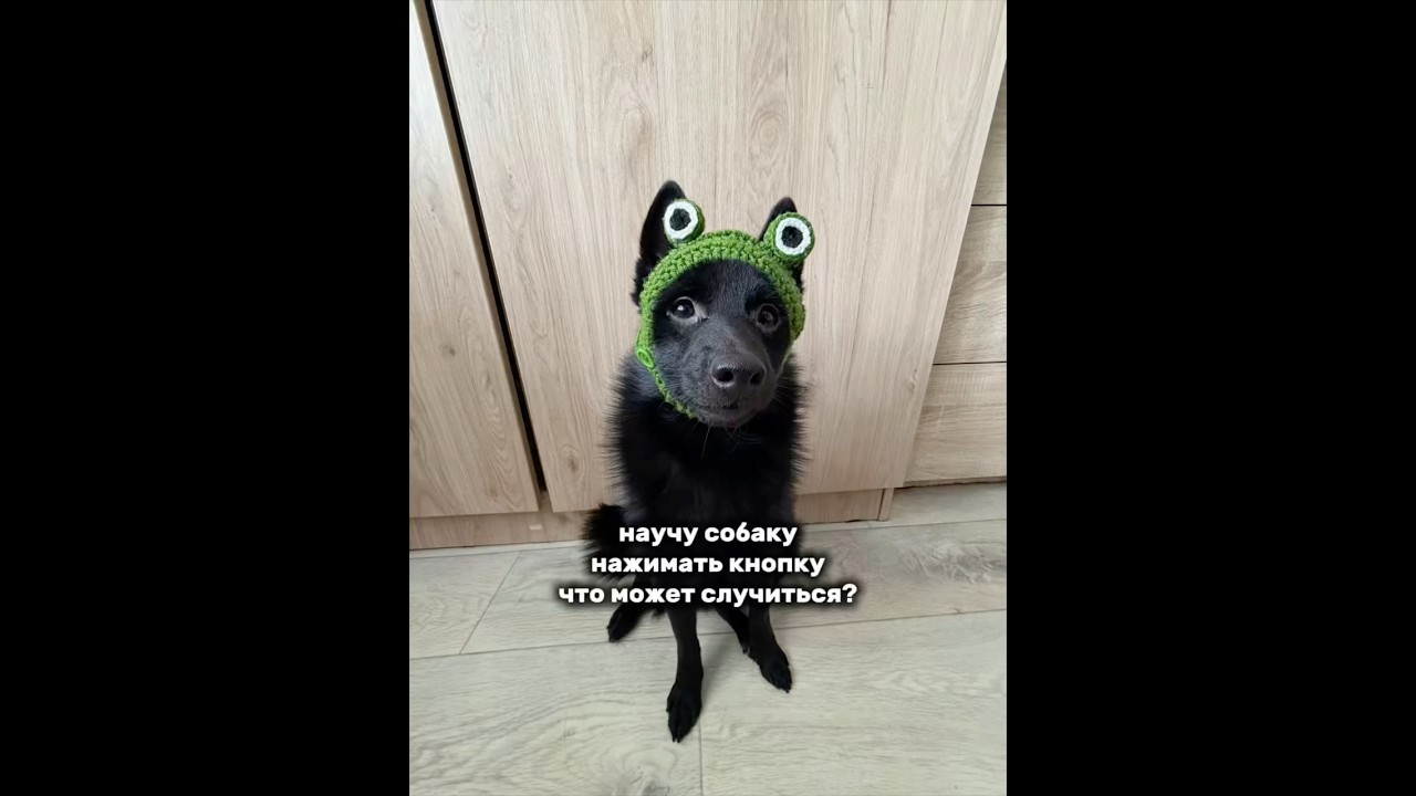 Научил собаку&hellip;