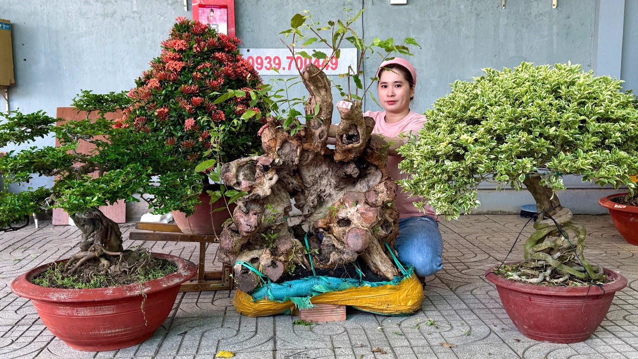 Bằng Lăng Ninh Thuận, Kim Quýt, Hoa Giấy & nhiều cây khác (giảm lộc 13/3) Thúy An