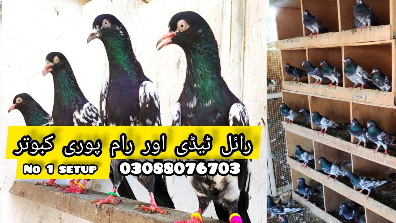 Royal teddy + rampuri nayab kabooter  lahore ka no.1 breeder setup || rizwan