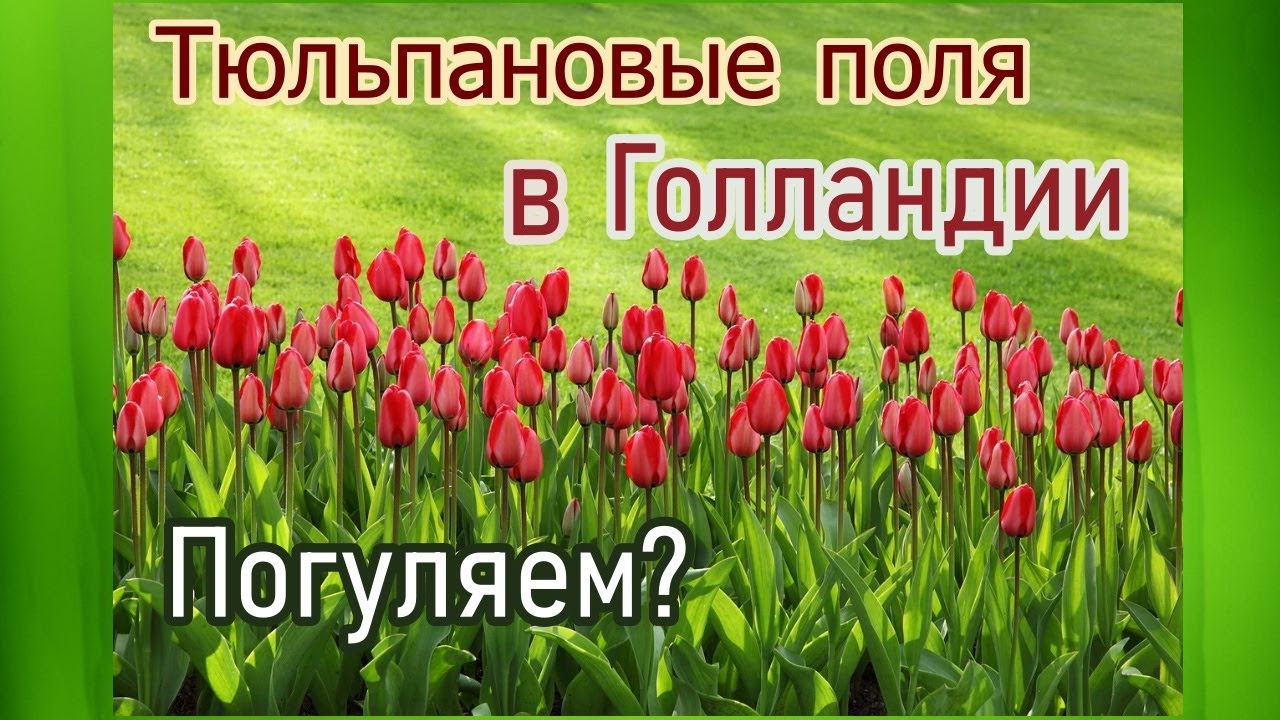 Прогулка по Шикарным Тюльпановым Полям в Голландии 😊 | Вальс Цветов, Шопен
