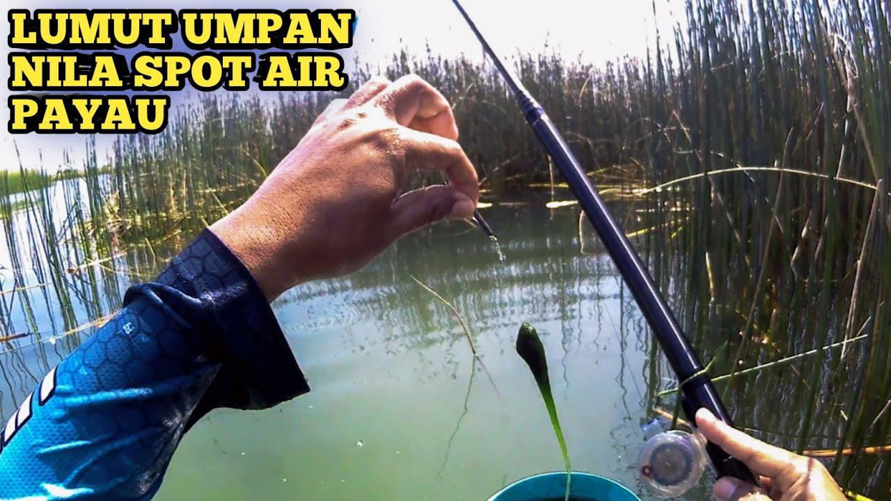 Umpan Ikan Nila Air Payau // Mancing Nila di Air Dangkal