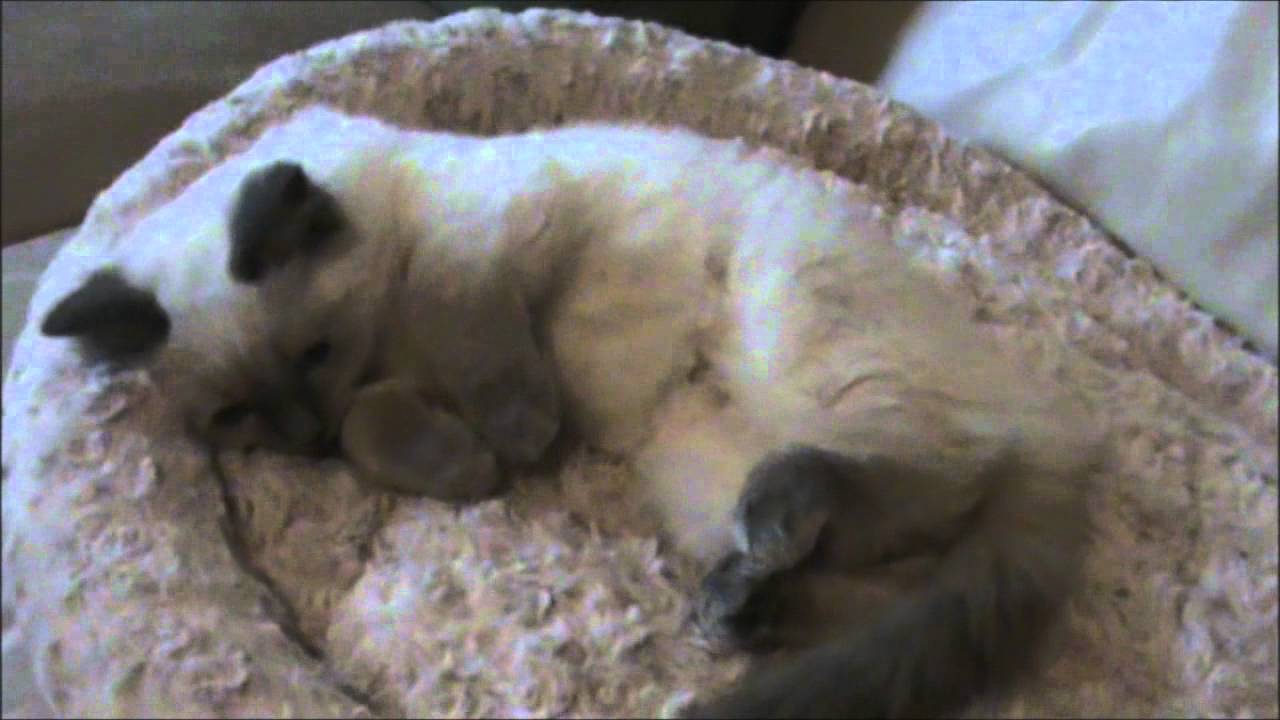 Bringing Home Our Ragdoll Kitten