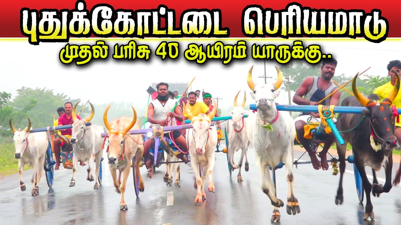 புதுக்கோட்டை மச்சூவாடி பெரியமாடு  07/12/2025 thirupathur Live