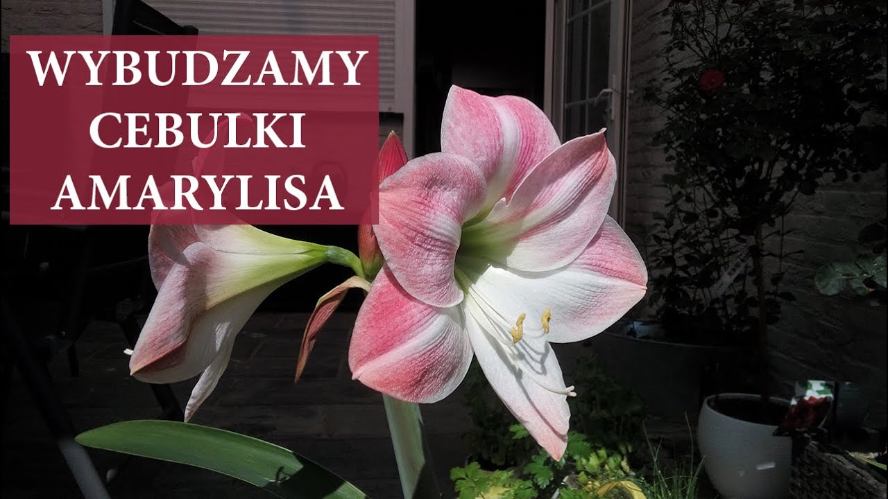Wybudzamy cebulki AMARYLISA / Jak posadzić amarylisa w doniczce / MrsGarden