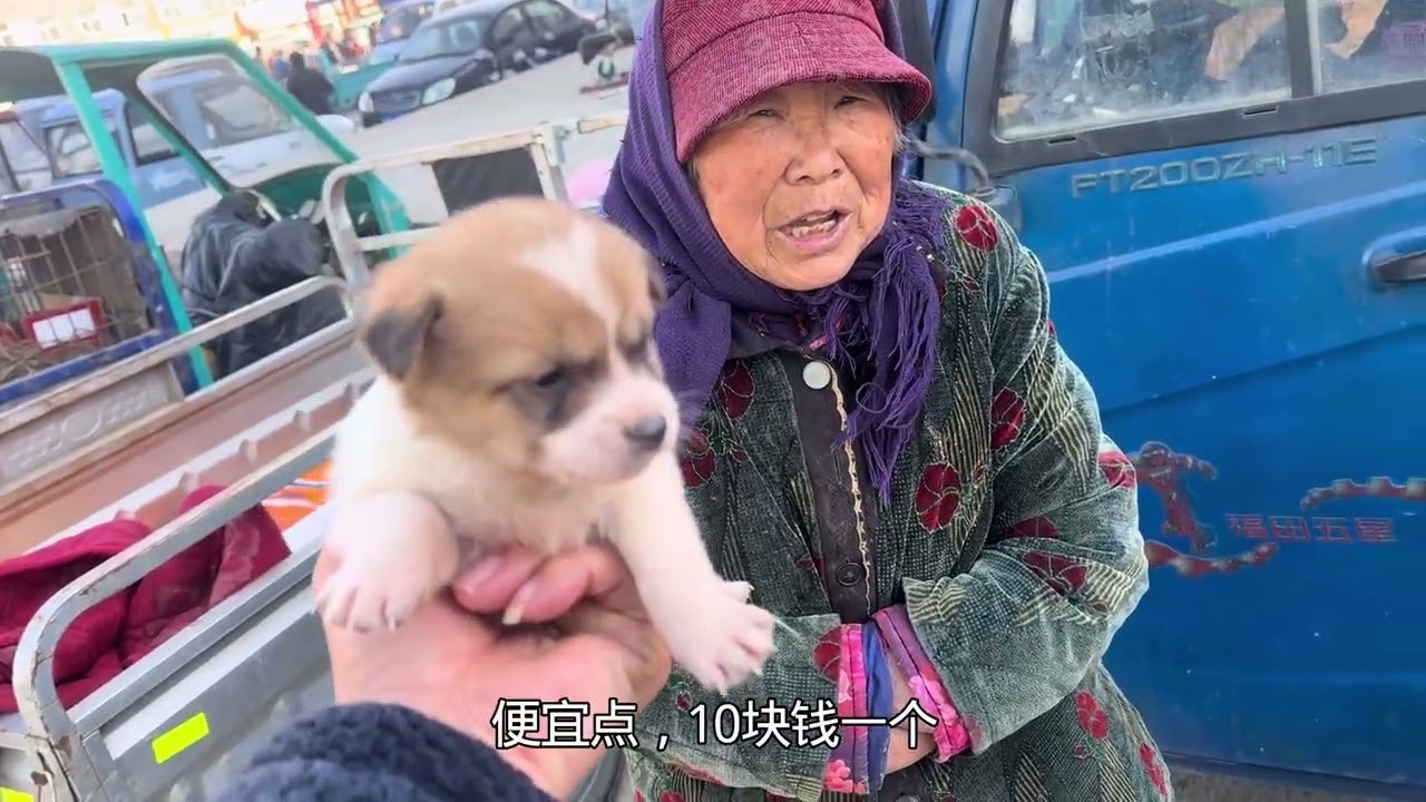 寒风中，80岁大娘卖狗娃，10块钱一个无人问津