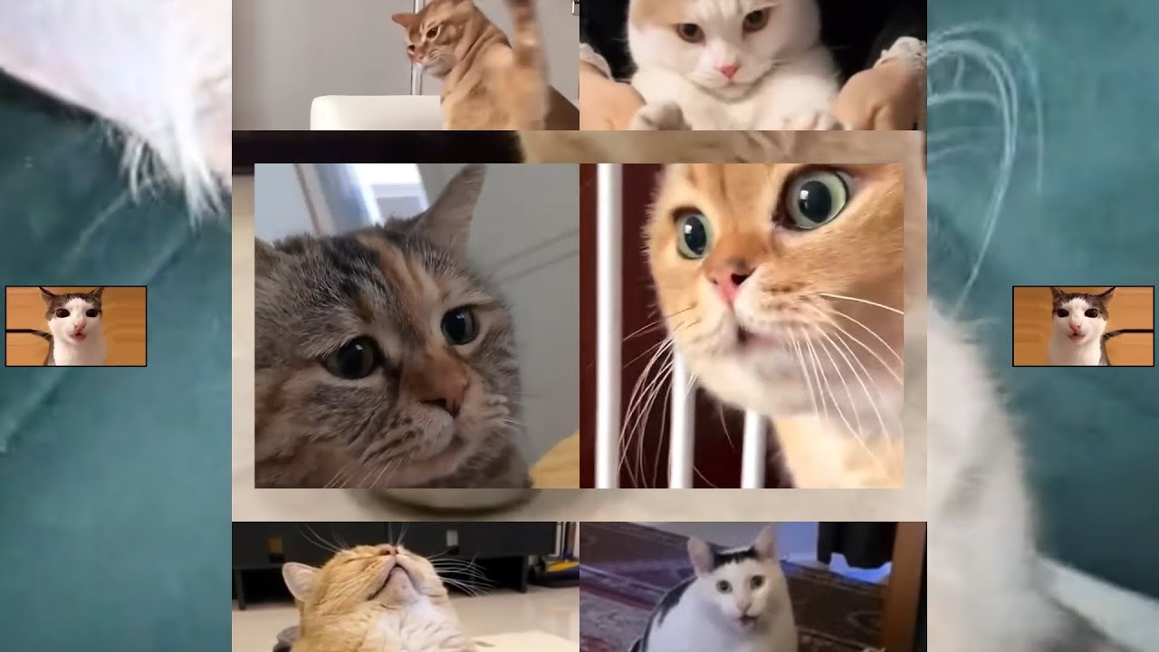 猫又.full