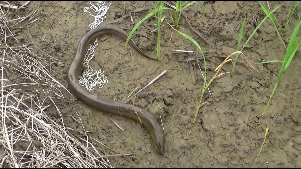 Best Eel Fishing #3 | catch eels in rice fields