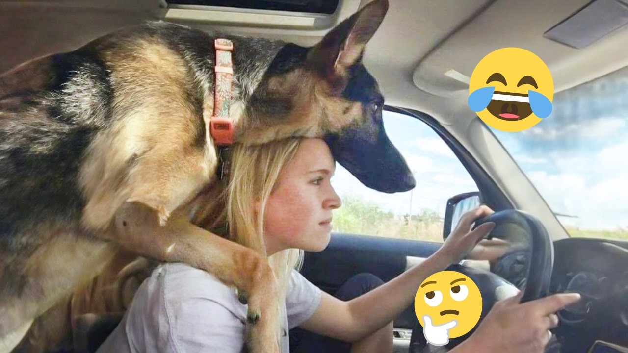 New FUNNY DOGS That Will Make You Die Laughing 🤣 Funny Animals Video 2026 #25