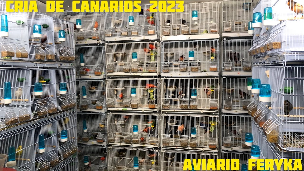 Cría de canarios 2023