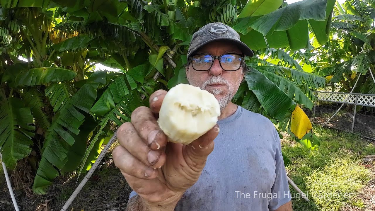 Harvesting Blue Java and Taste Test