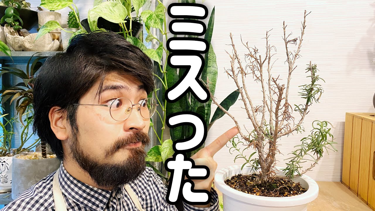 ローズマリーを上手に育てられなかった３つの理由と対処法【オーブンでできる簡単レシピ】