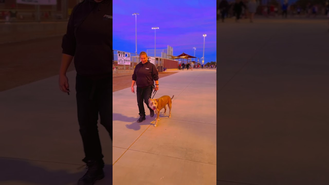 1 yo Pitbull King ~ Best Pitbull Trainers ~ Off Leash K9 Training Phoenix