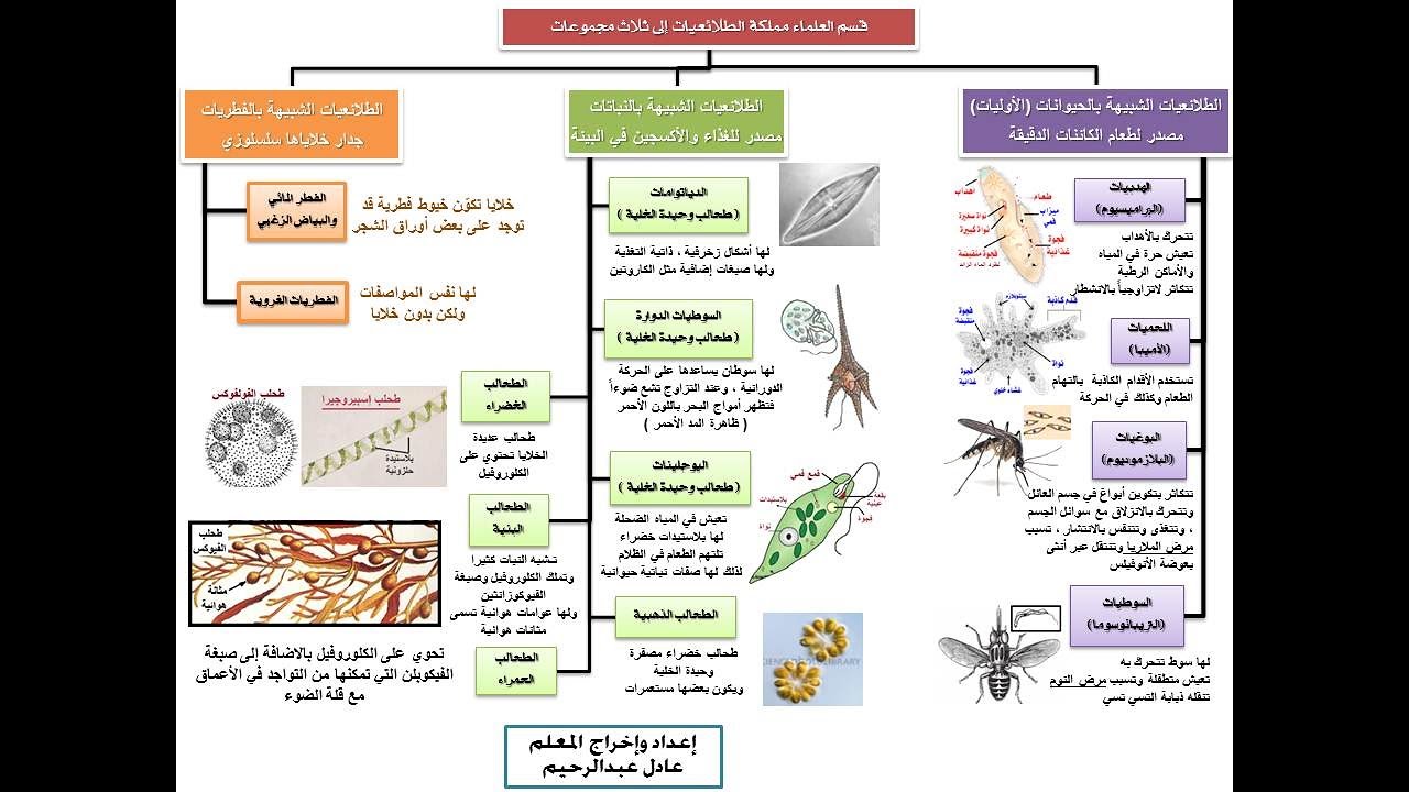 تنوع الطلائعيات  البراميسيوم والأميبا