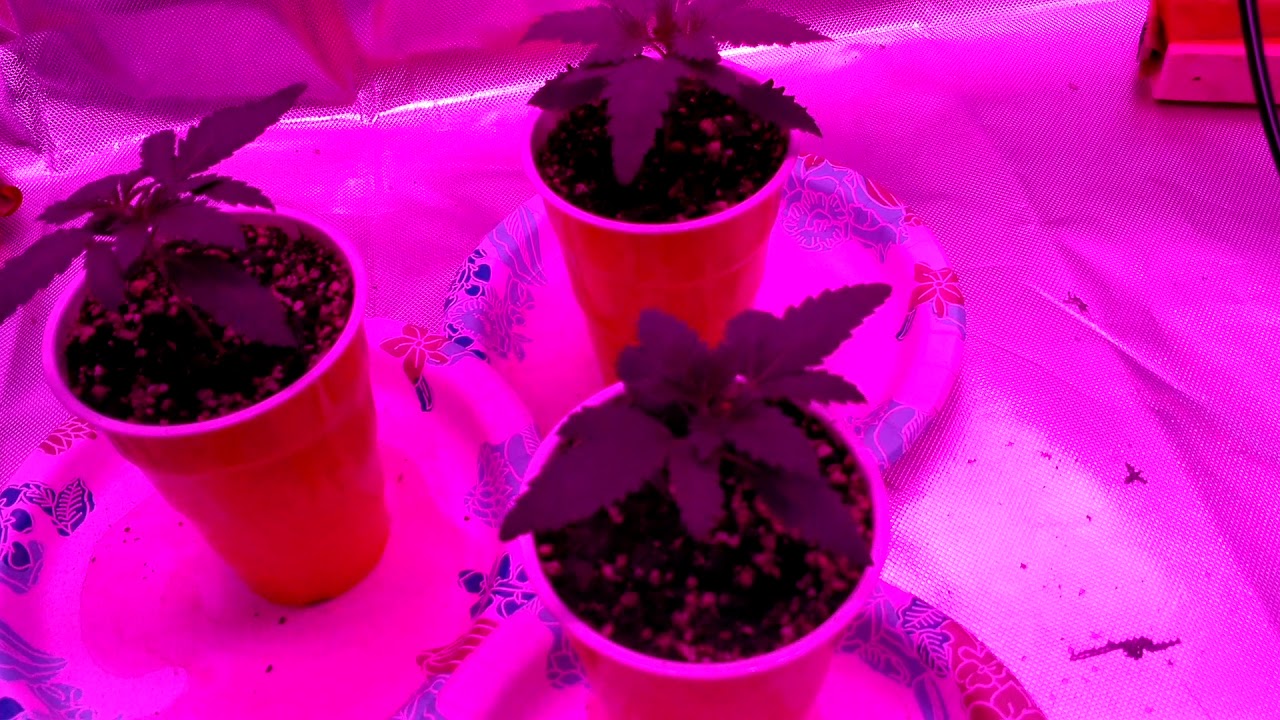 !!!FULL FOX FARM GROW!!! DAY 10