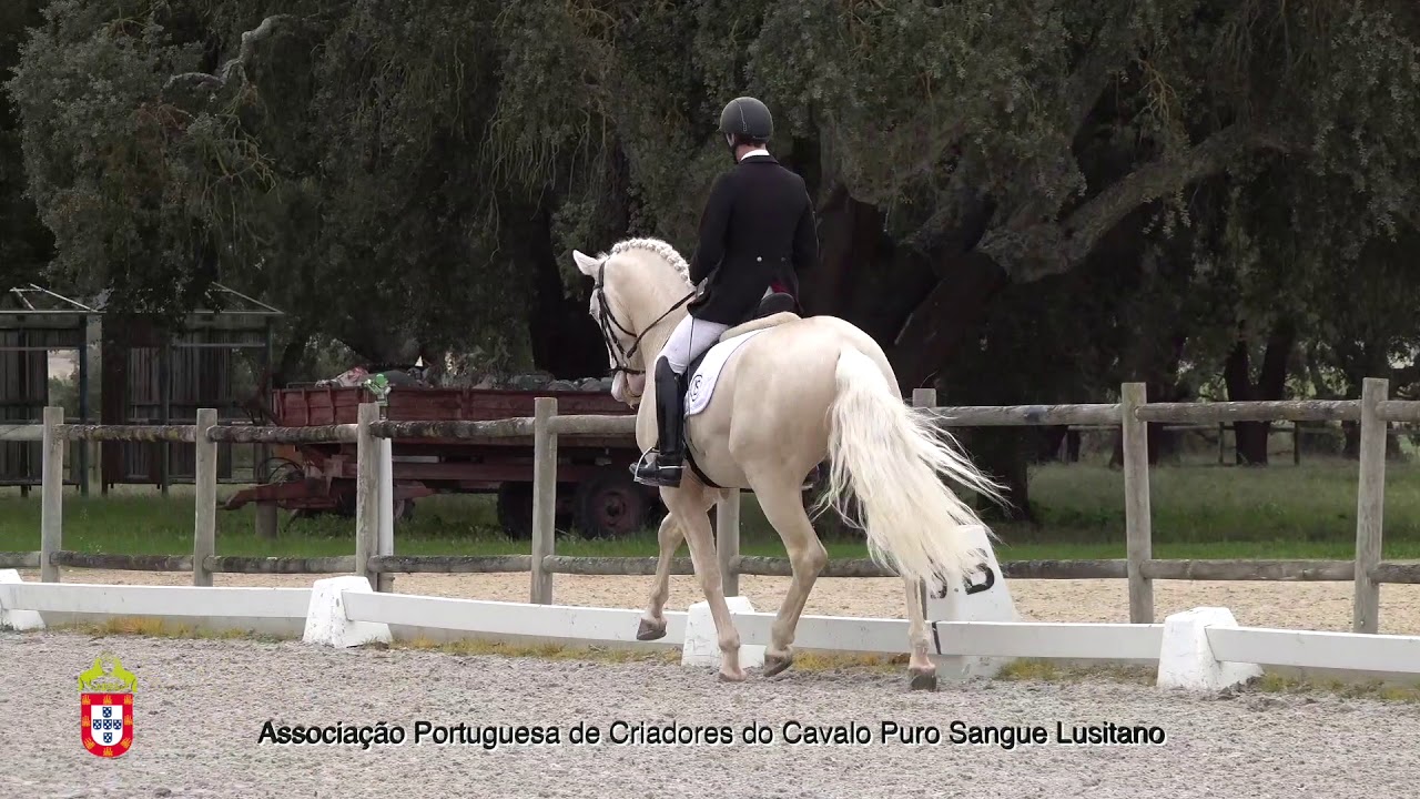 210201 12 Miura de Cais - Aprovação de Garanhões
