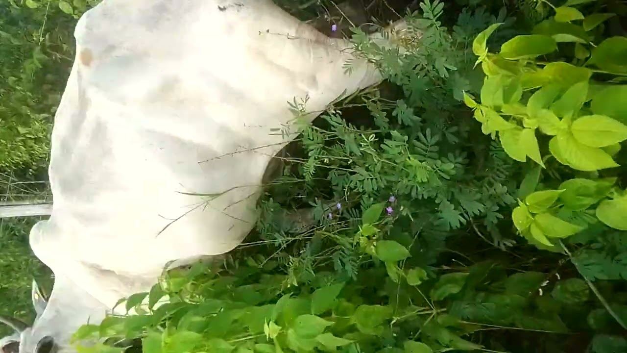 Tocando gado no mato