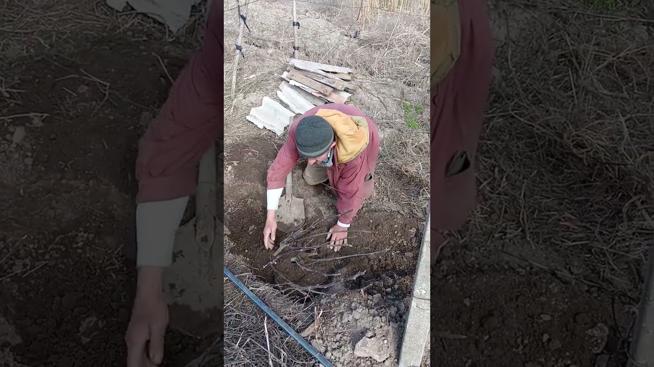 Як я рекомендую саджати інжир!!!