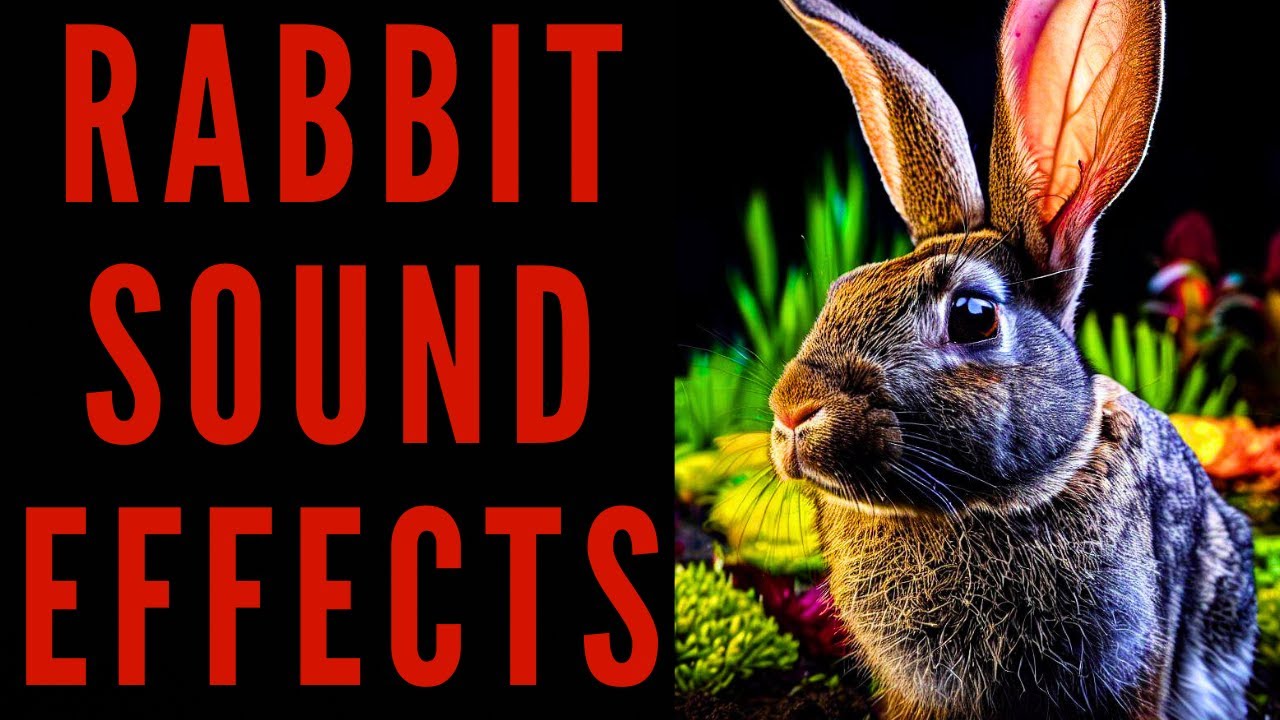 RABBIT SOUND EFFECTS - Rabbit Sound Bites