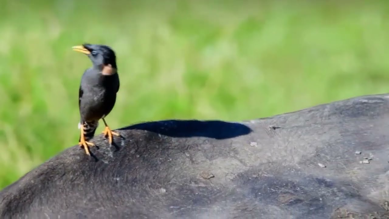 Beautiful Birds of Nature | Rare & Colorful Birds in the Wild