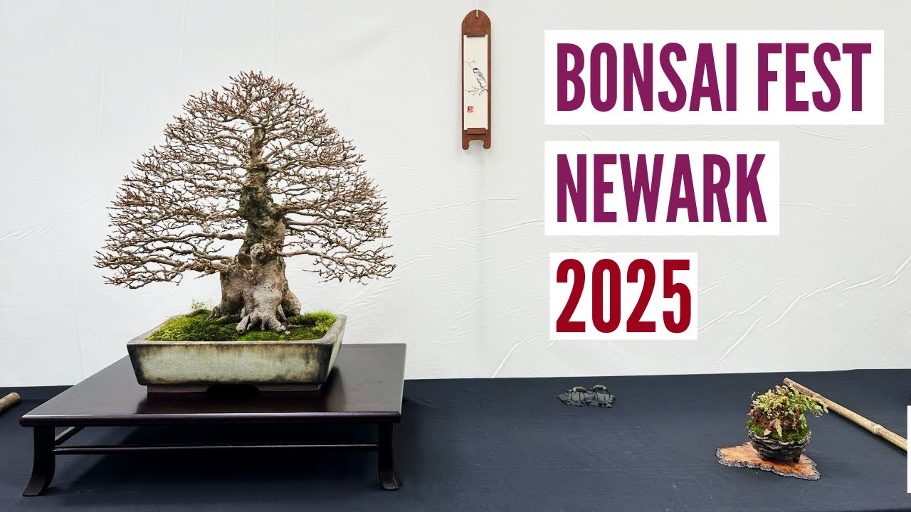 Bonsai Fest 2025