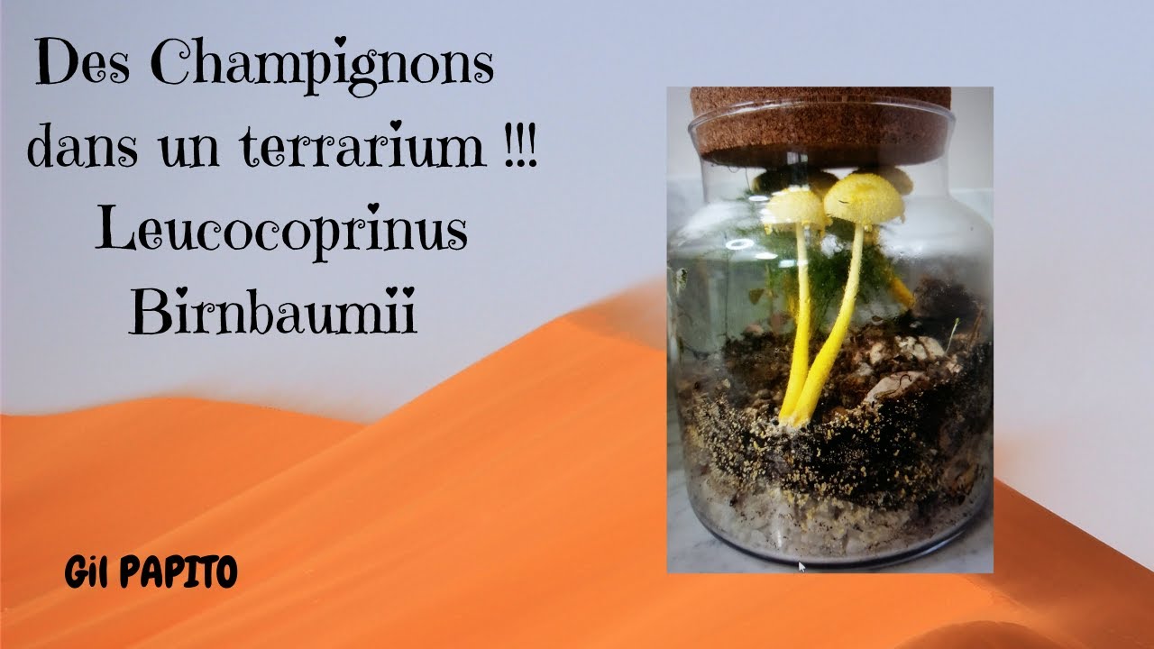 DES CHAMPIGNONS DANS UN TERRARIUM !!! (Leucocoprinus birnbaumii)