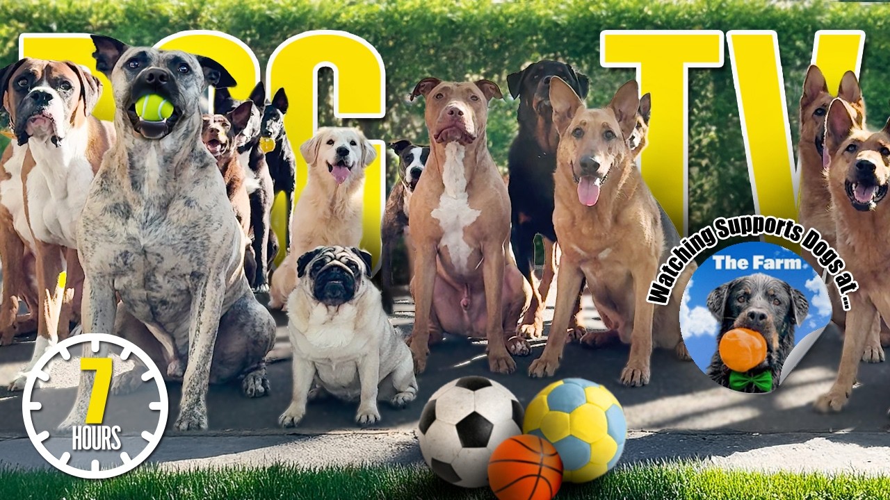 🐕🌳 Entertaining Dog Daycare TV 🐾 Ultimate Dog Video for Dogs To Watch 🎾 Barking & Squeak Toy Sounds