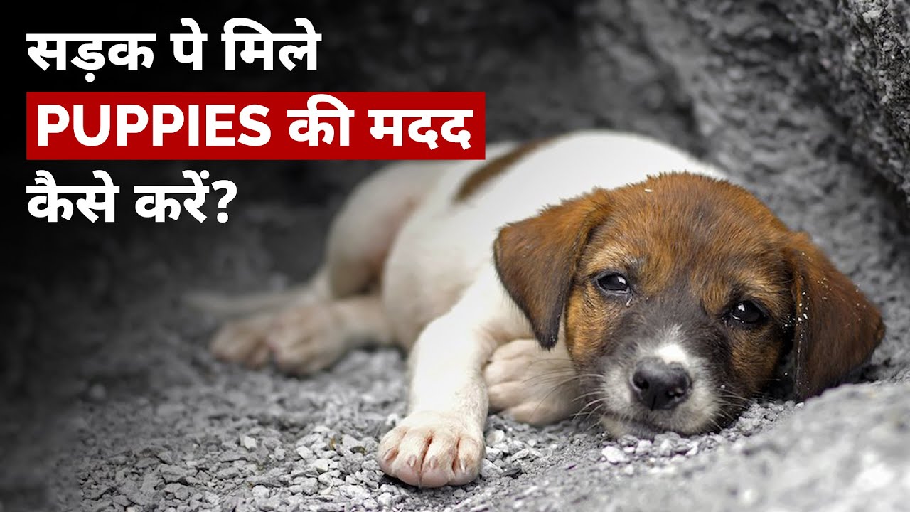 Sadak pe mile puppies ki madad kaise karein? | Puppy care