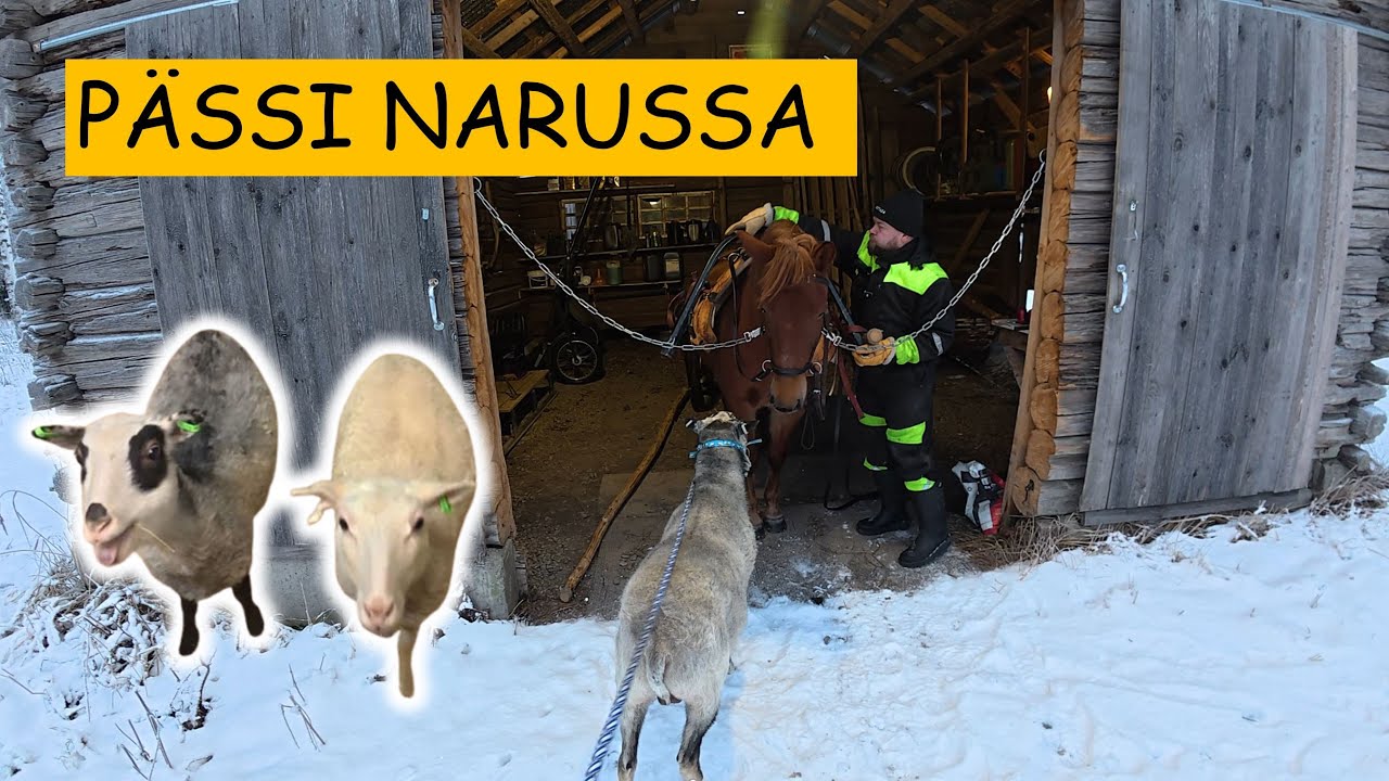 Topi tutustumassa työelämään