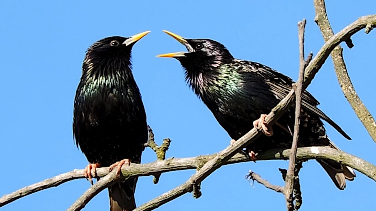 Szpaki - rodzinne życie / Starlings - family life