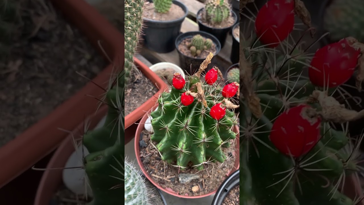 Thelocacthus setispinus sempre com sementes 💚🌵