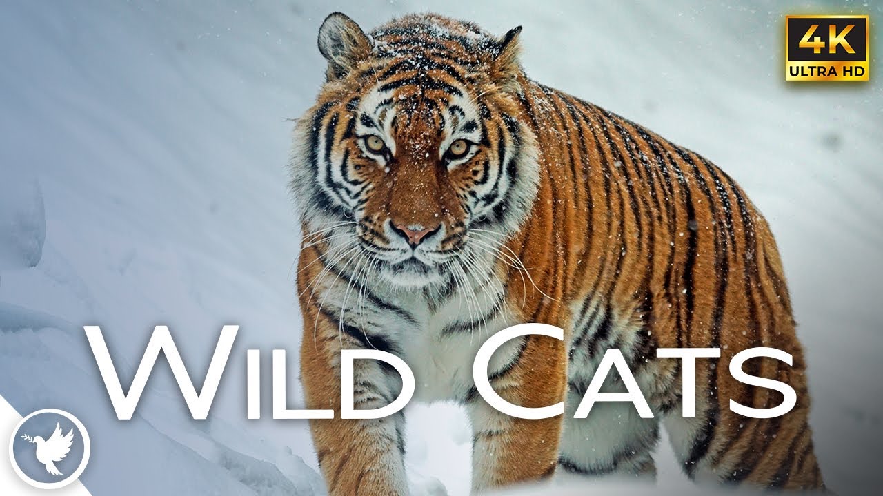 The Most Beautiful Wild Cats In The World -  Relax With Soothing Piano Music