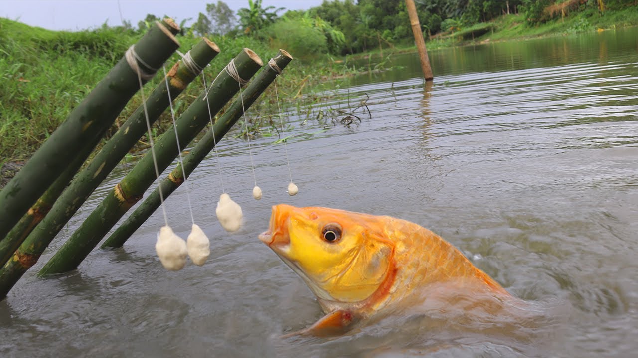 New😲 and Unique✔ Village Raw Bamboo Stick😊 with Fish Trap Unbelievable✅✅ Goldfish❕ Catching Video🐟