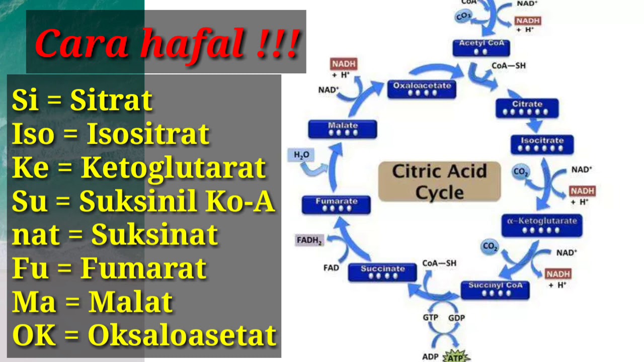 METABOLISME - BIOLOGI - Kelas 12 (jembatan keledai-cara mudah menghafal)