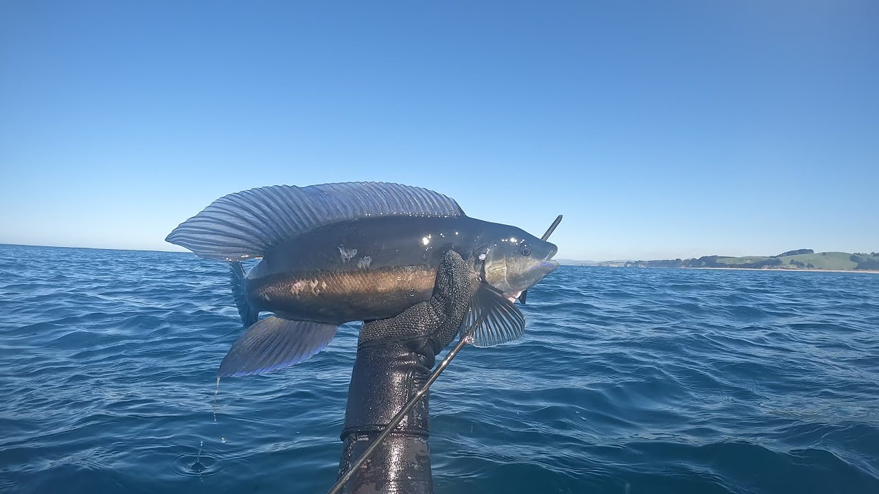 Catching Dinner in Dunedin! Shore Dive