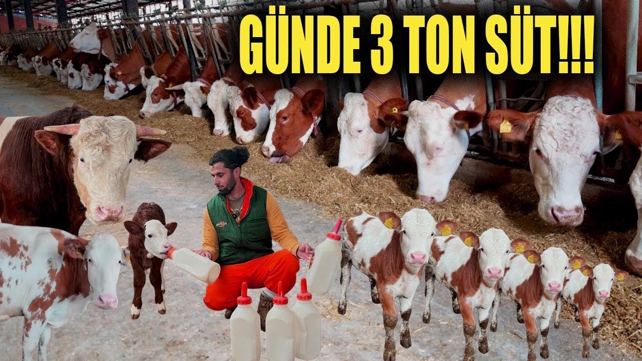 SÜT BANKASI !! 300 BAŞ SİMENTAL SÜT ÇİFTLİĞİNDE BİR GÜN!!!HEY MAŞALLAH 🧿