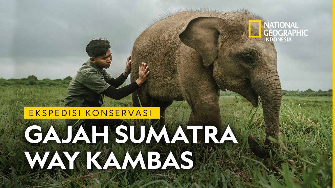 Ekspedisi Konservasi Gajah Sumatra Way Kambas - National Geographic Indonesia