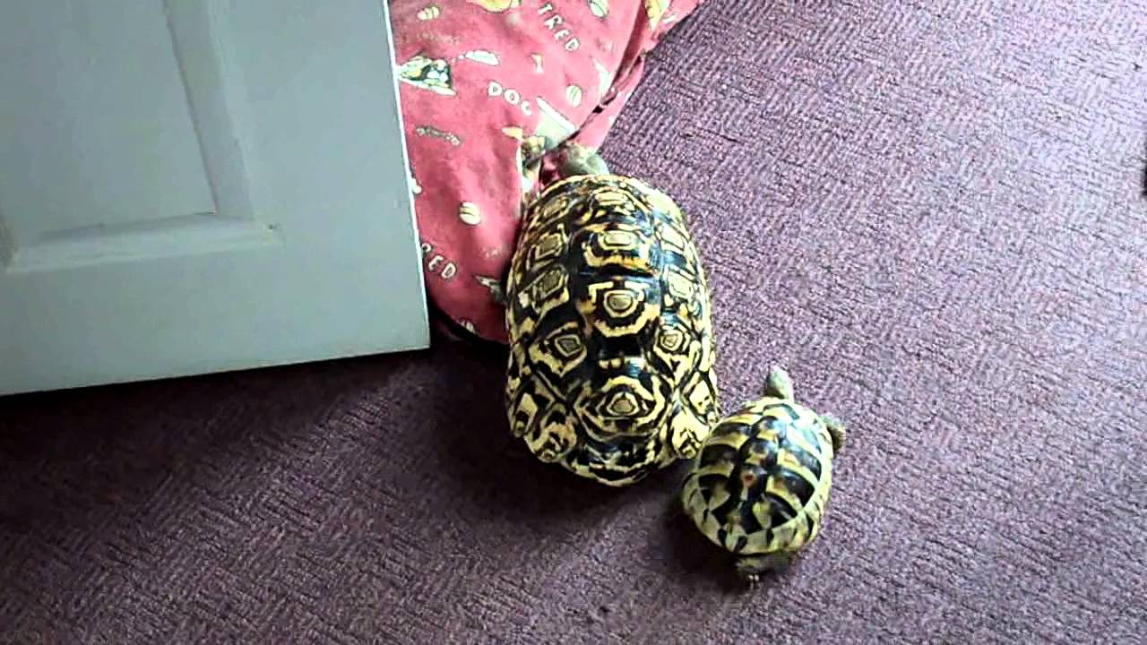 African leopard tortoise